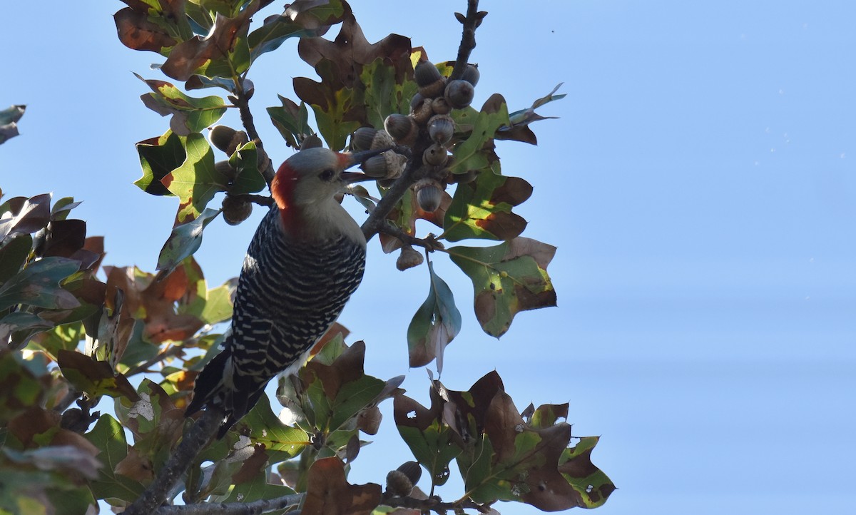 Red-bellied Woodpecker - ML643719869