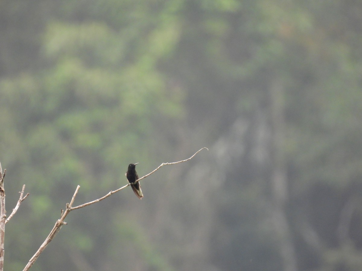 Black Jacobin - ML643719887