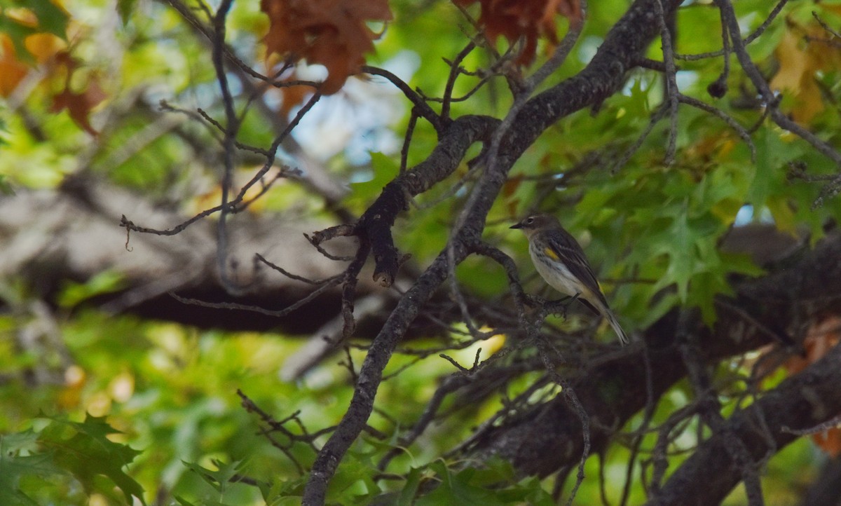 Yellow-rumped Warbler - ML643719893