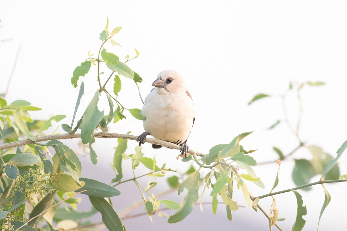 Alecto à tête blanche - ML643719895