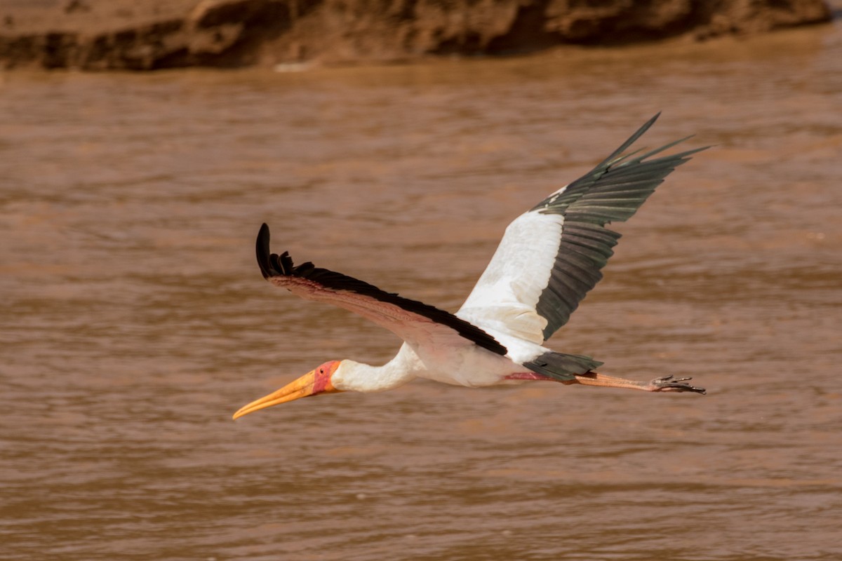 Yellow-billed Stork - ML643719903