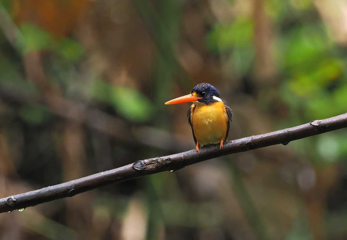 Martin-pêcheur gracieux (uropygialis) - ML643719905