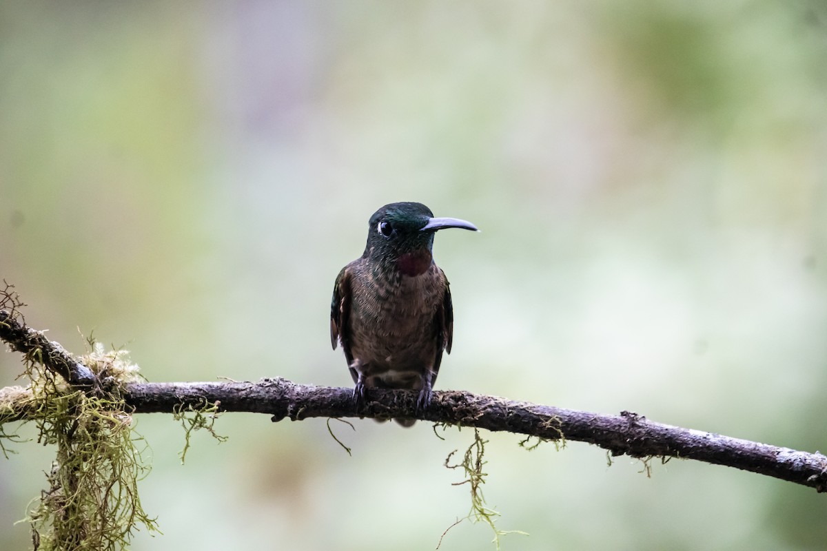 Fawn-breasted Brilliant - ML643719917