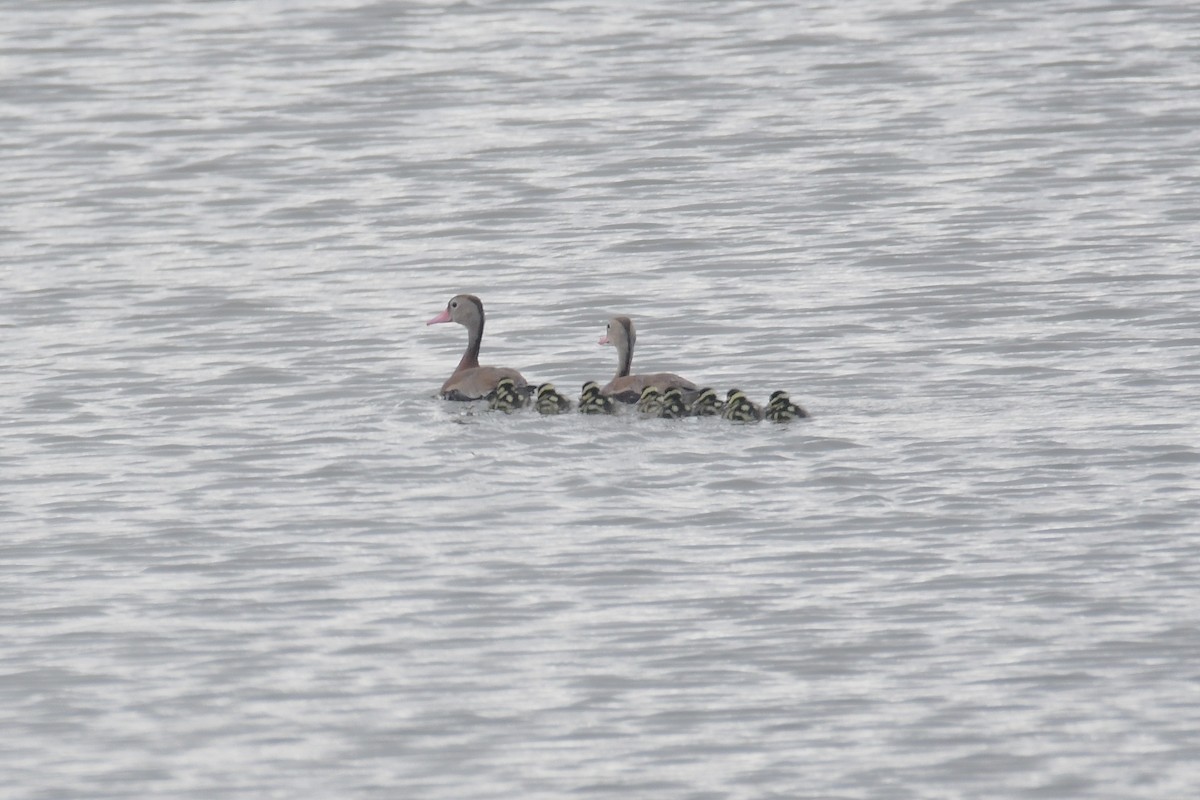 Black-bellied Whistling-Duck - ML643719925