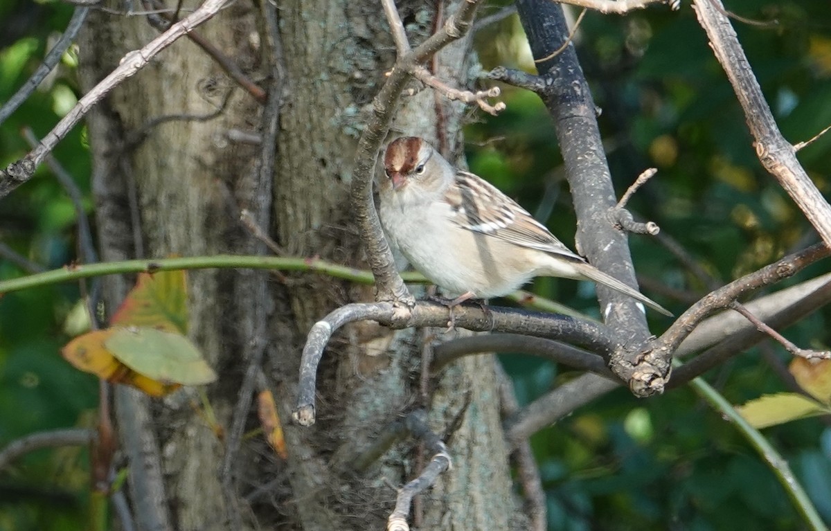 White-crowned Sparrow - ML643719926