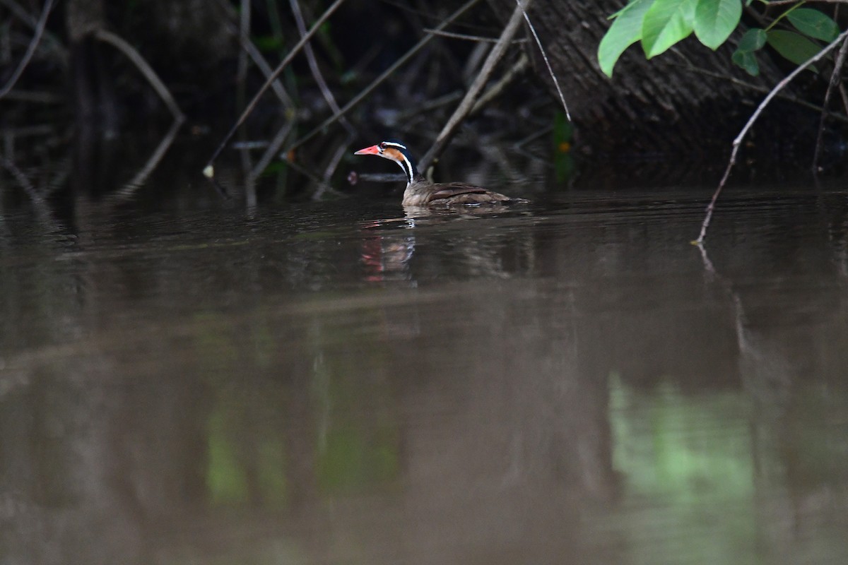 Sungrebe - ML643719927