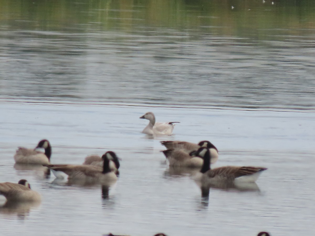 Snow Goose - ML643719933