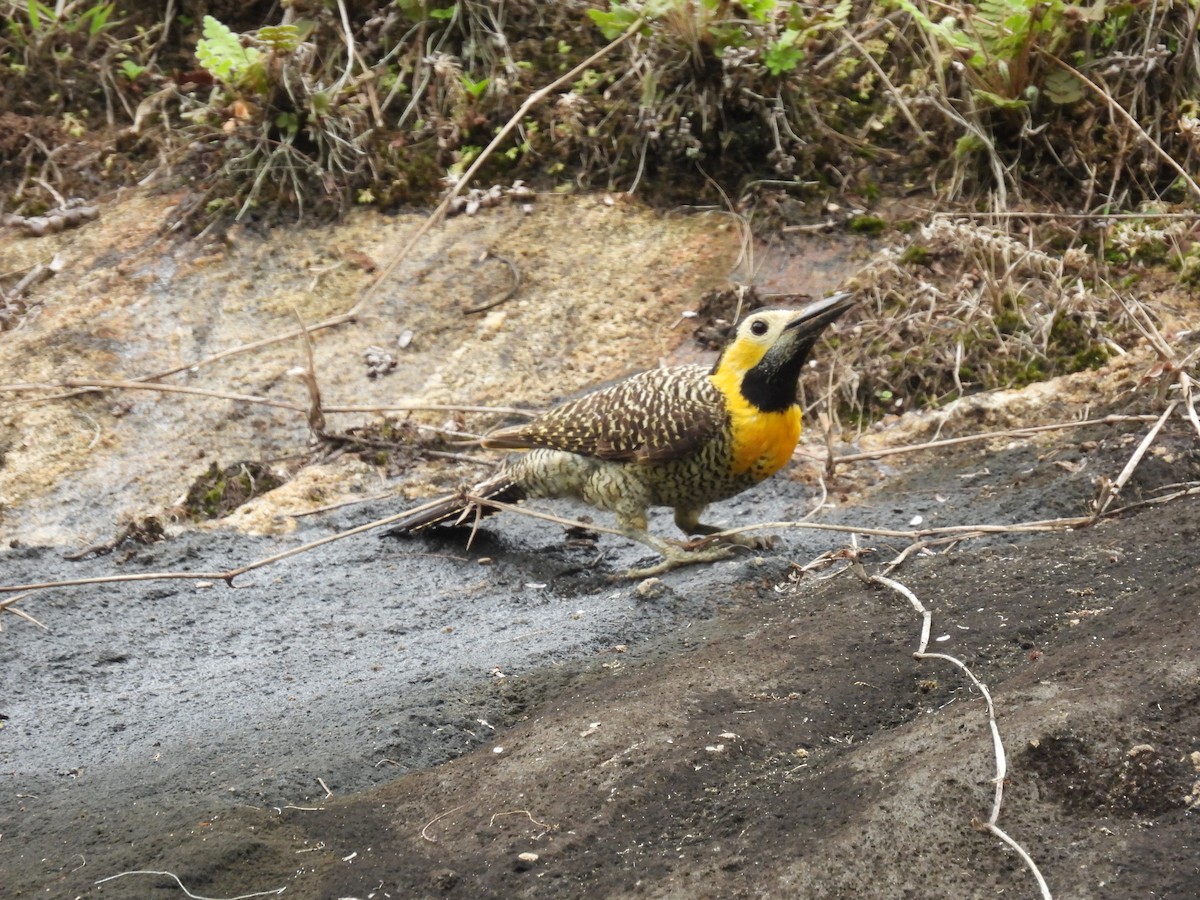 Campo Flicker - ML643719936