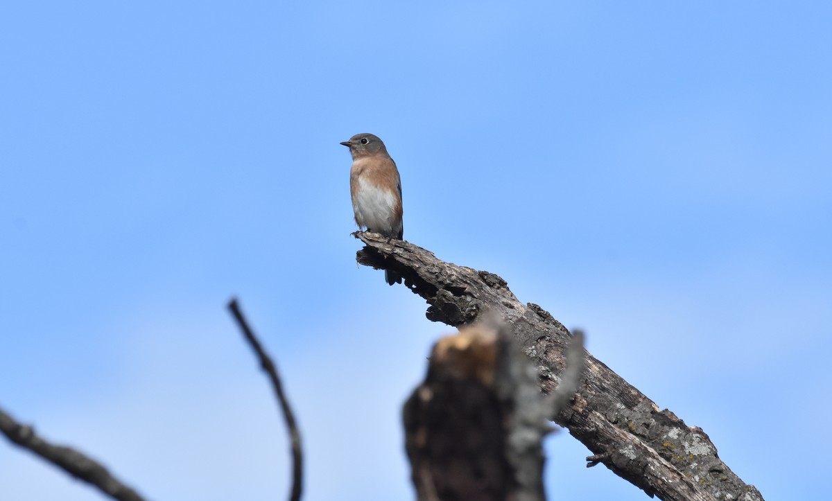 Eastern Bluebird - ML643719940