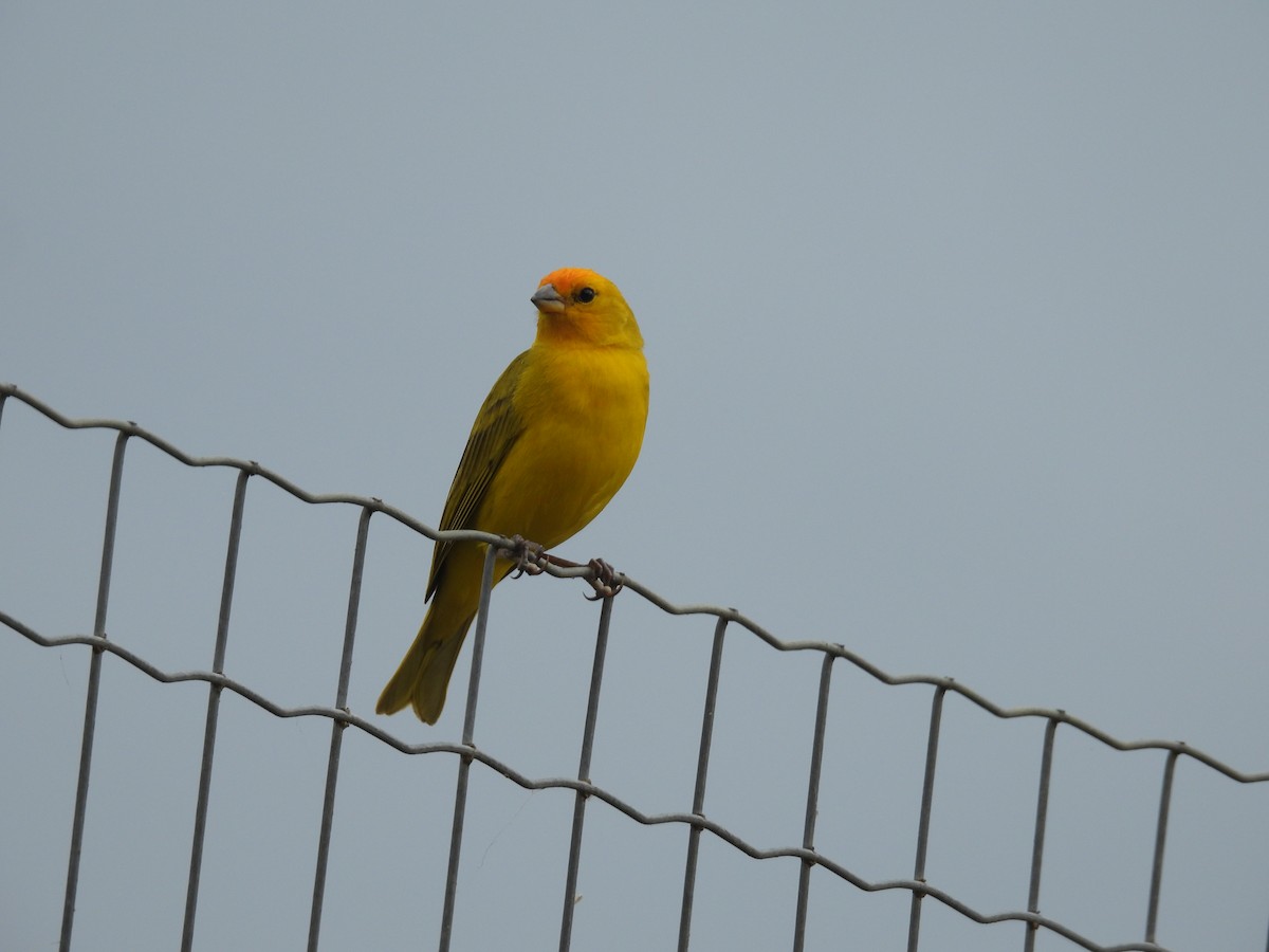 Saffron Finch - ML643719949