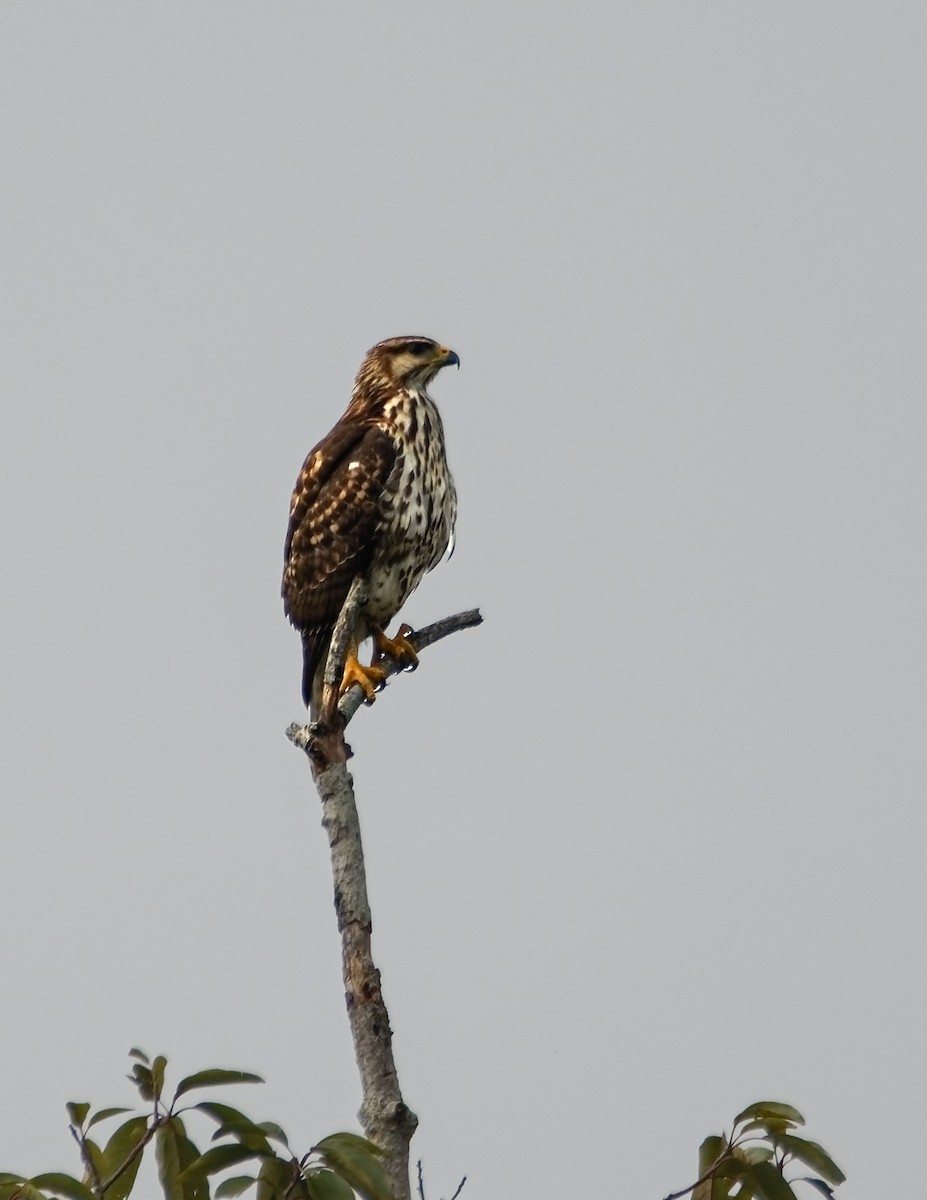 Gray Hawk - ML643719962