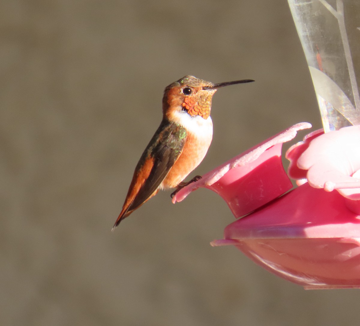 Colibri d'Allen - ML643719964