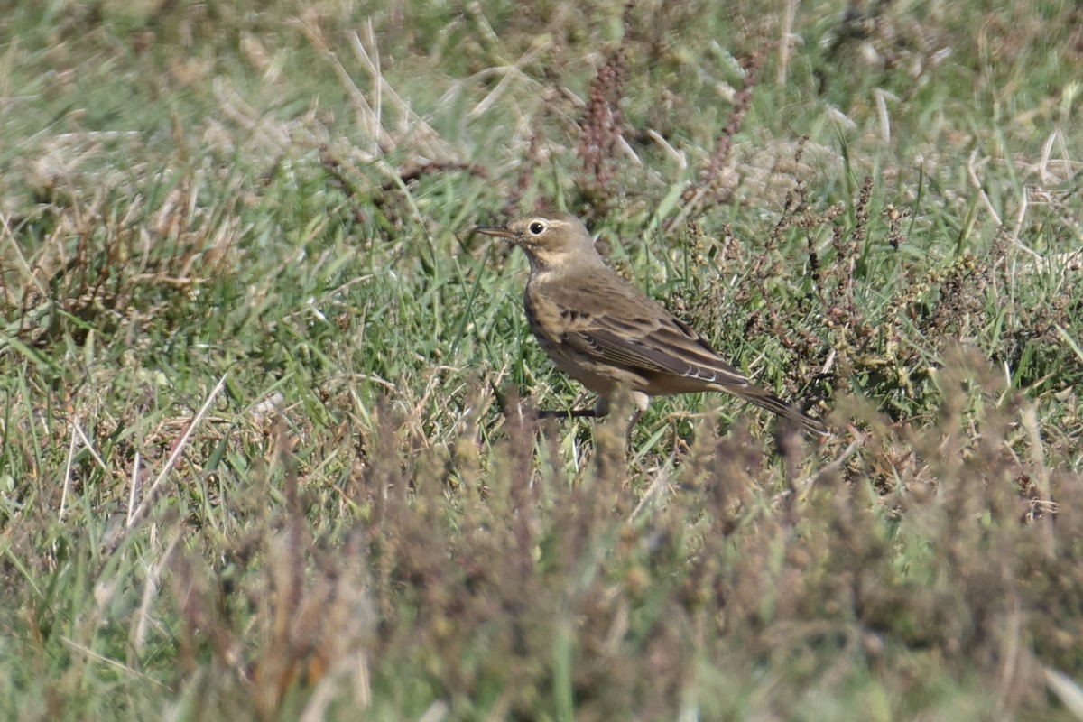 American Pipit - ML643719980