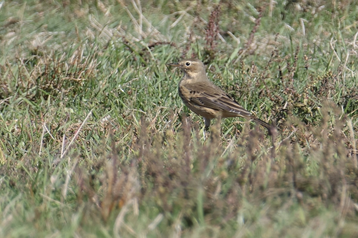 American Pipit - ML643719983