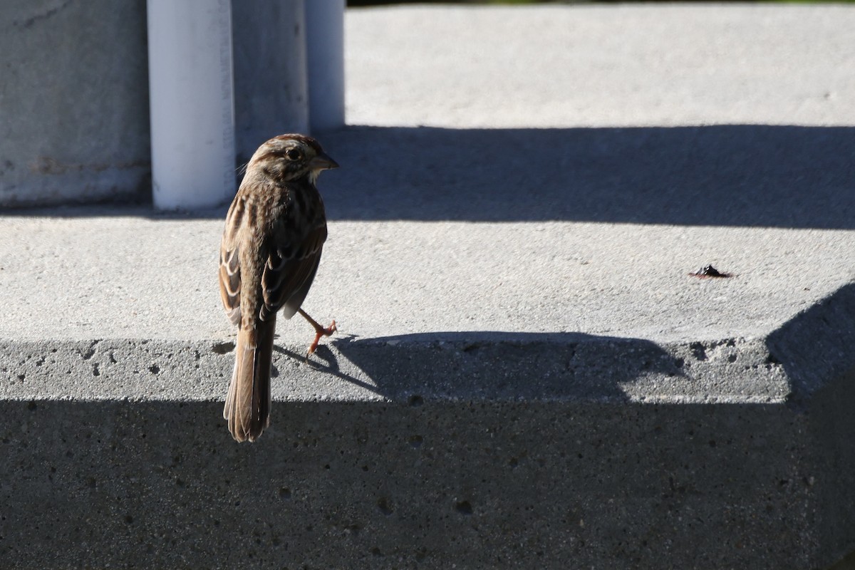 Song Sparrow - ML643719993