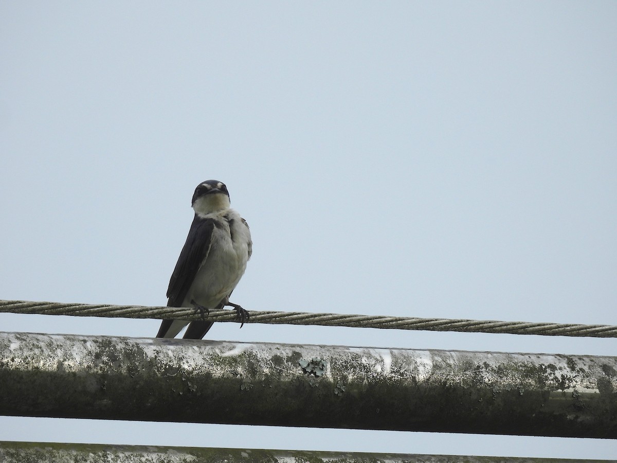 White-rumped Swallow - ML643719997