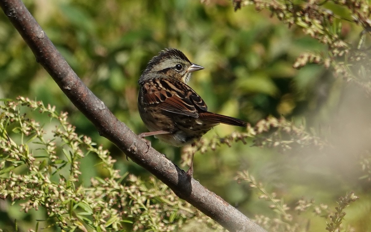 Swamp Sparrow - ML643720028