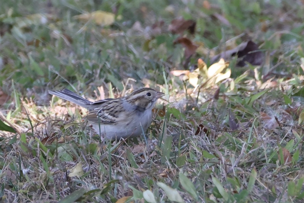 Clay-colored Sparrow - ML643720038