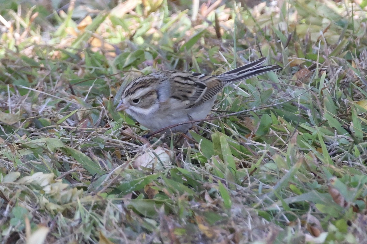 Clay-colored Sparrow - ML643720039