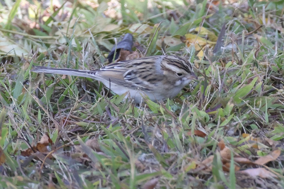 Clay-colored Sparrow - ML643720040
