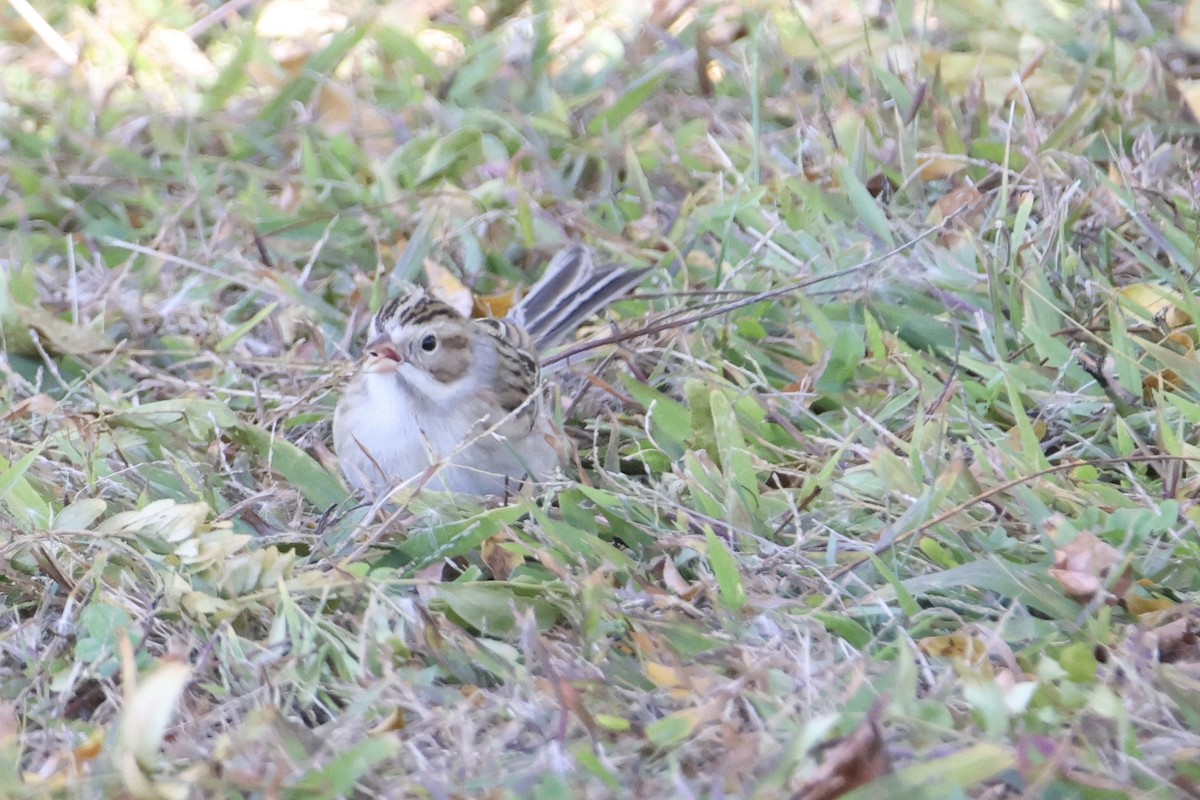 Clay-colored Sparrow - ML643720041