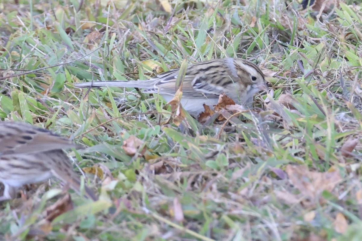 Clay-colored Sparrow - ML643720042