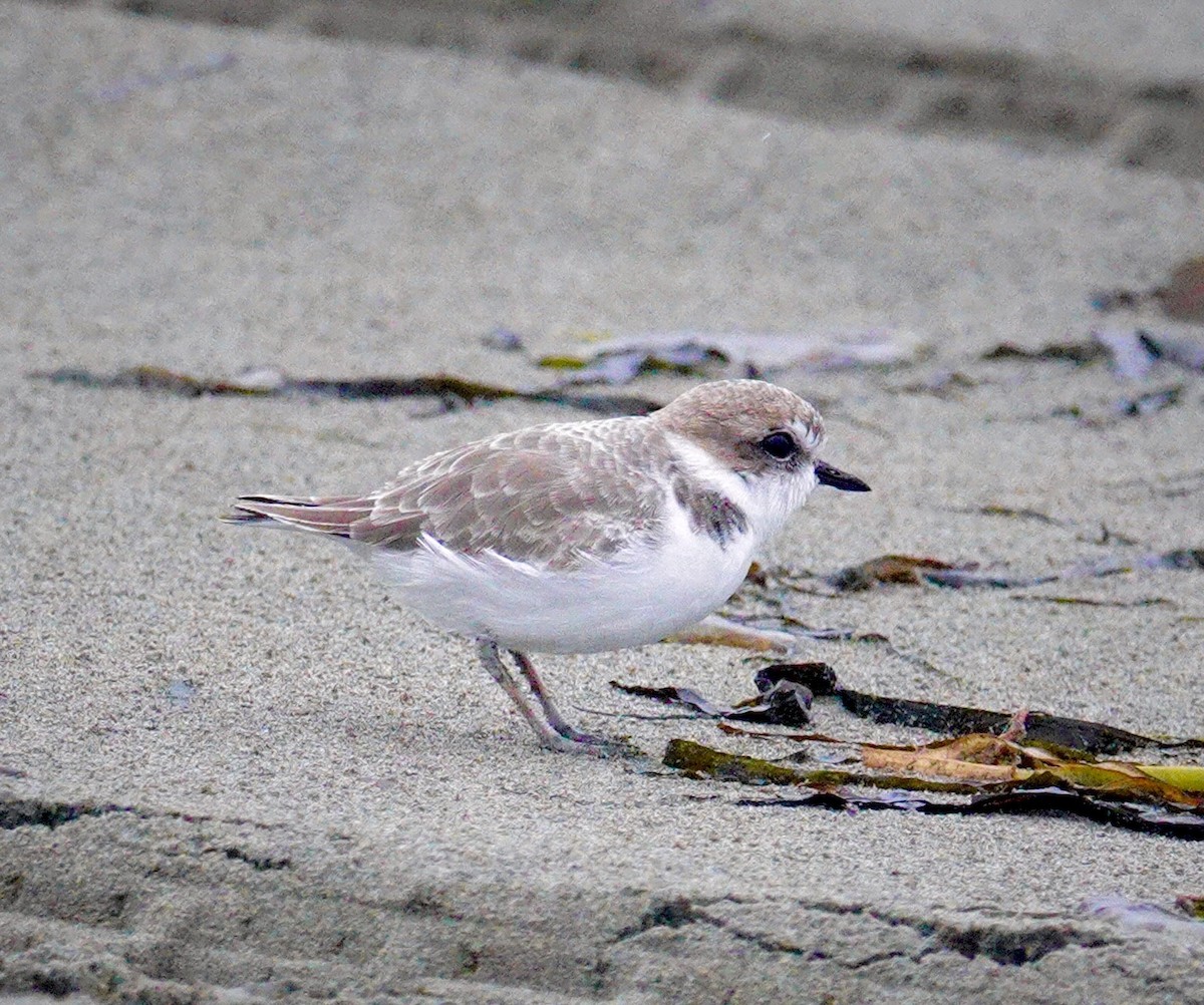 Snowy Plover - ML643720043