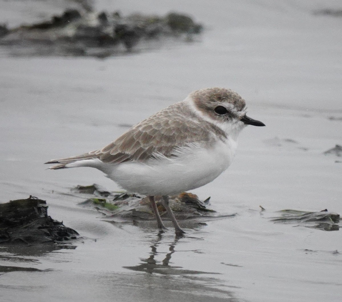 Snowy Plover - ML643720044