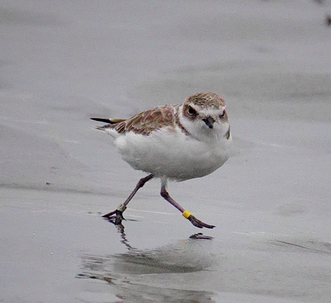 Snowy Plover - ML643720045