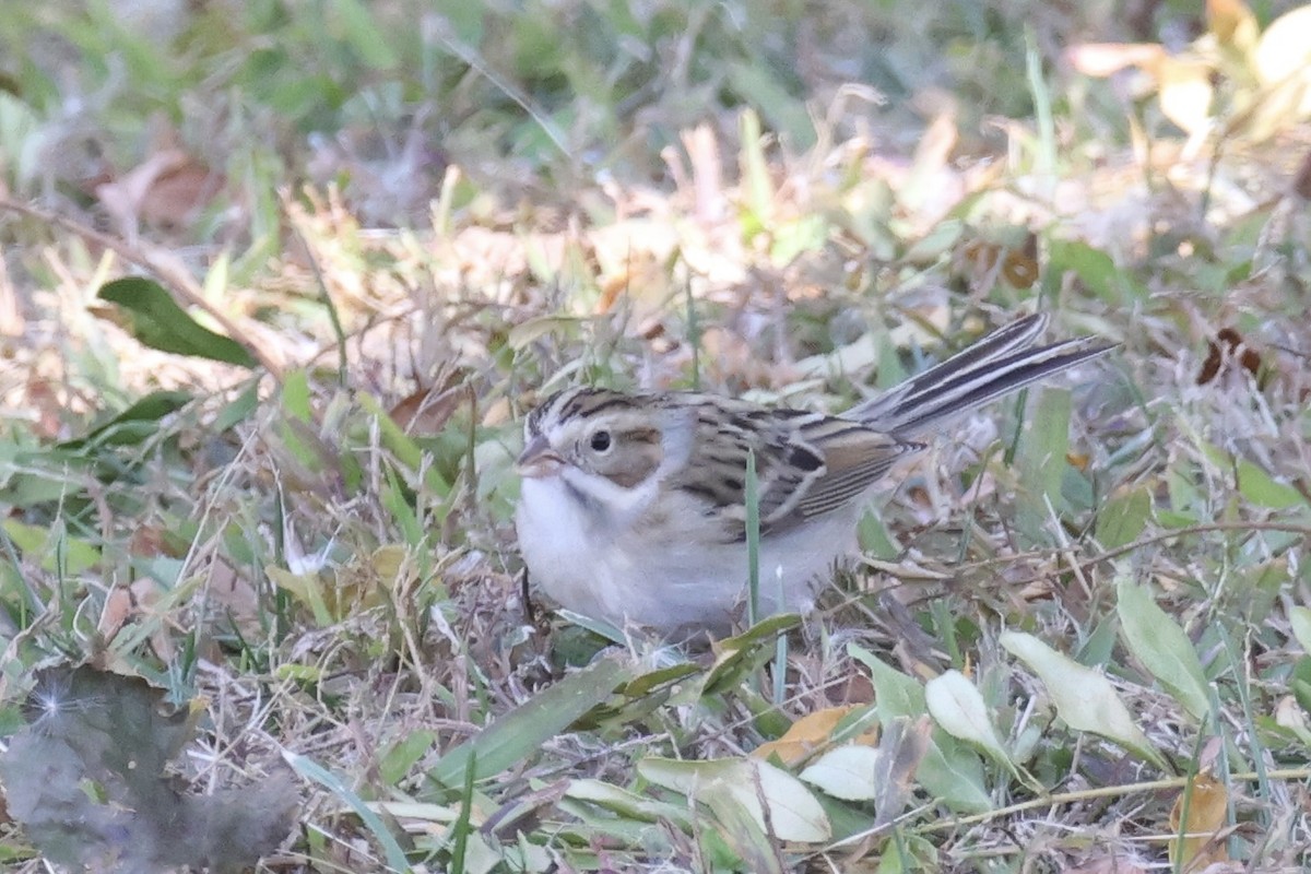 Clay-colored Sparrow - ML643720055
