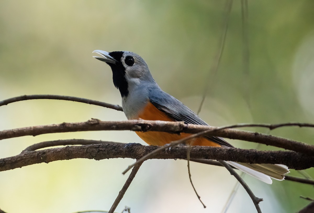 Black-faced Monarch - ML643720064