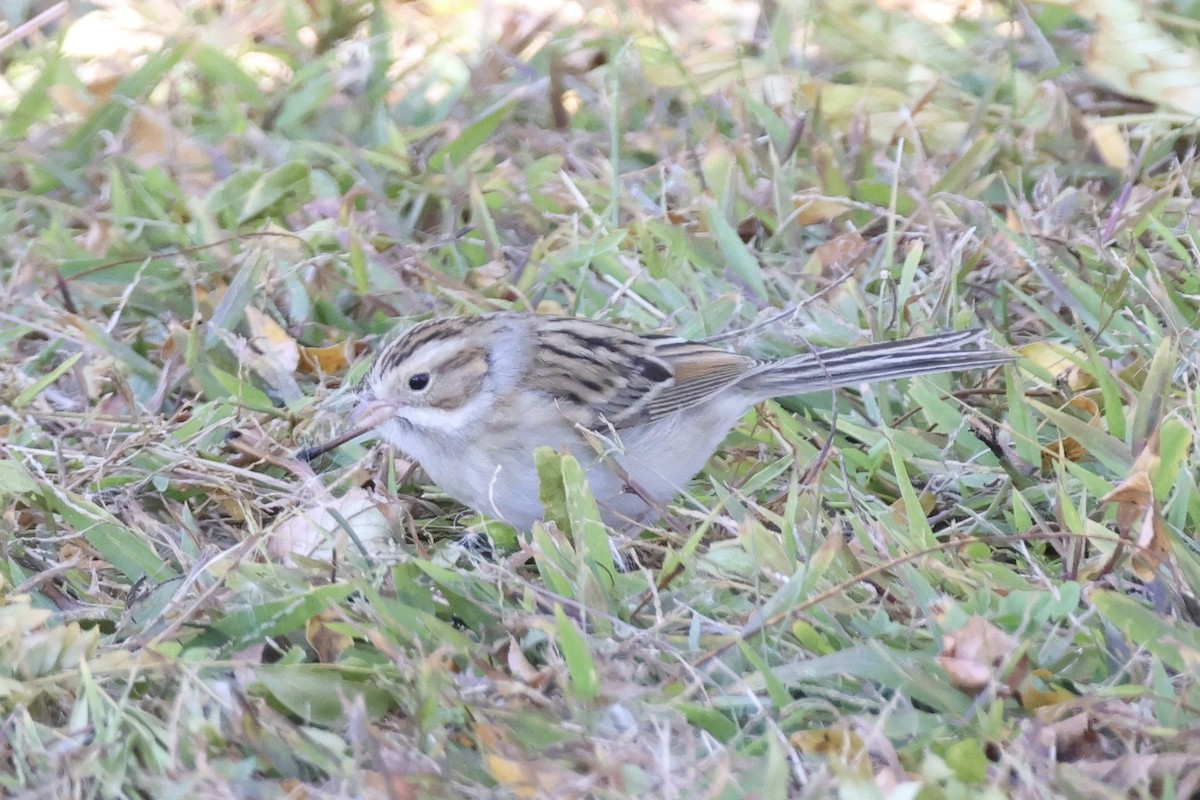 Clay-colored Sparrow - ML643720071