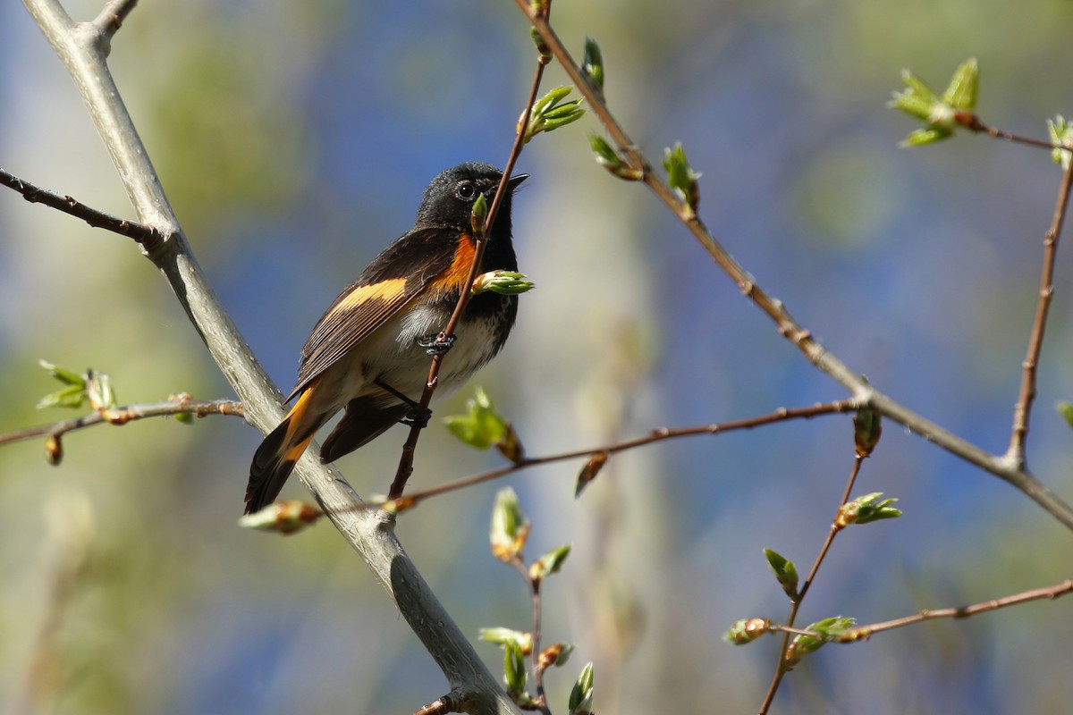 American Redstart - ML643720074
