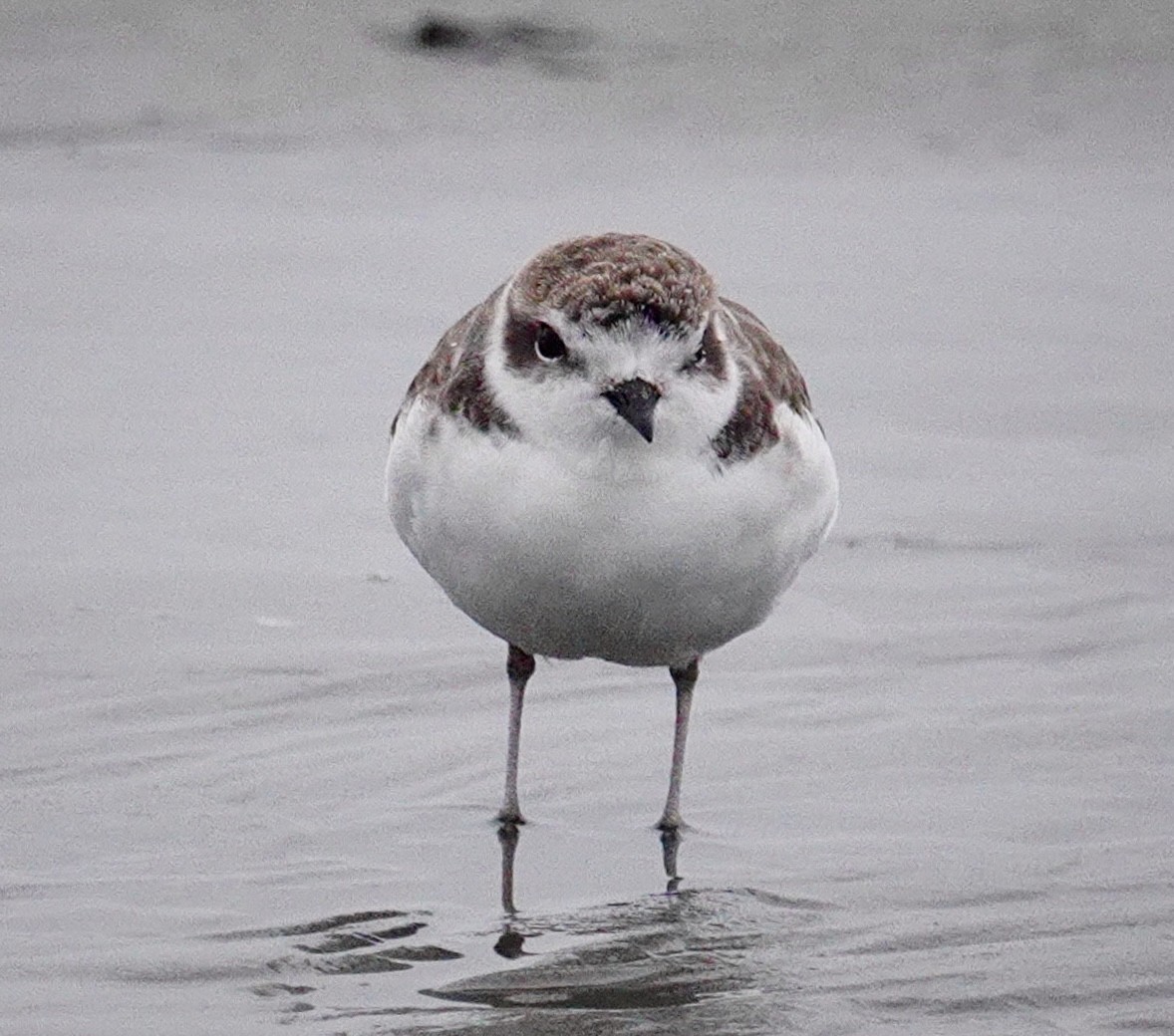 Snowy Plover - ML643720075