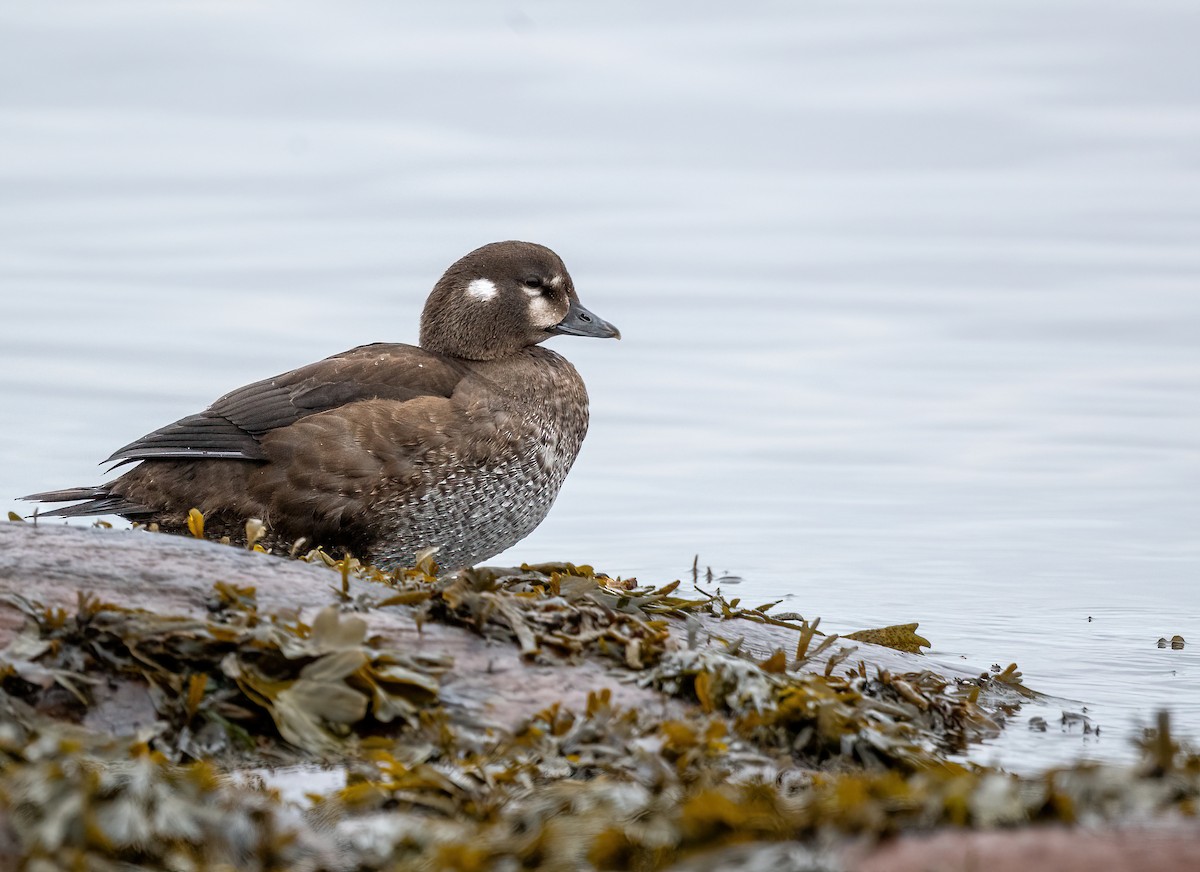 Harlequin Duck - ML643720084