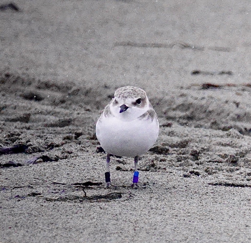 Snowy Plover - ML643720090