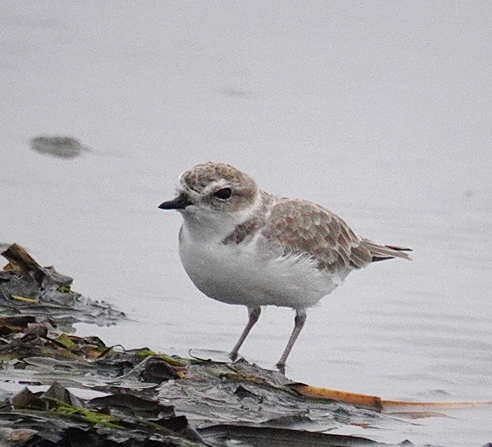Snowy Plover - ML643720092
