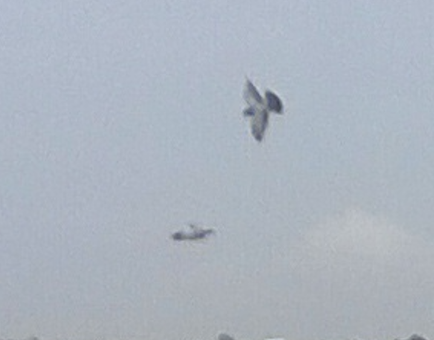 Rock Pigeon (Feral Pigeon) - ML643720098