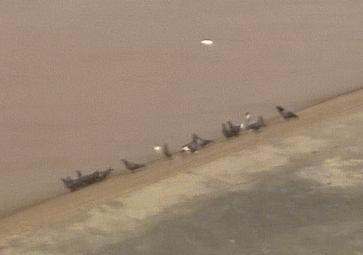 Rock Pigeon (Feral Pigeon) - ML643720099