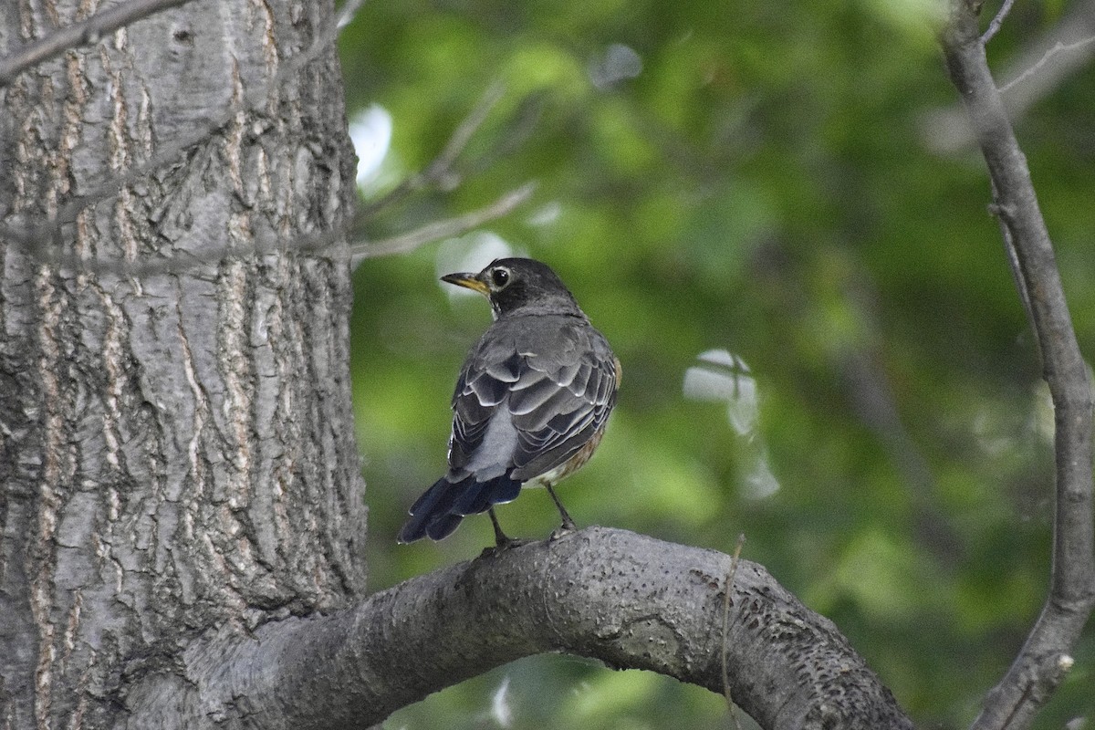 American Robin - ML643720124
