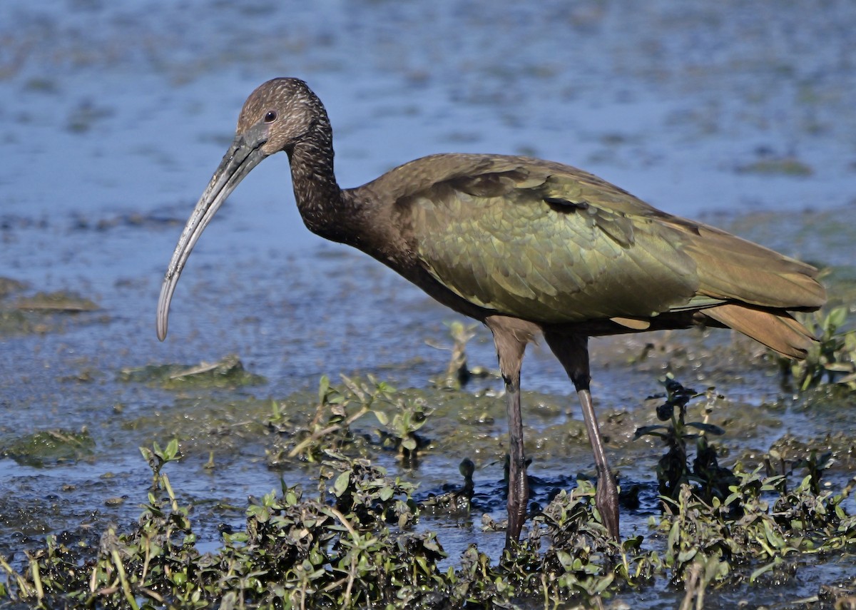 Ibis à face blanche - ML643720135