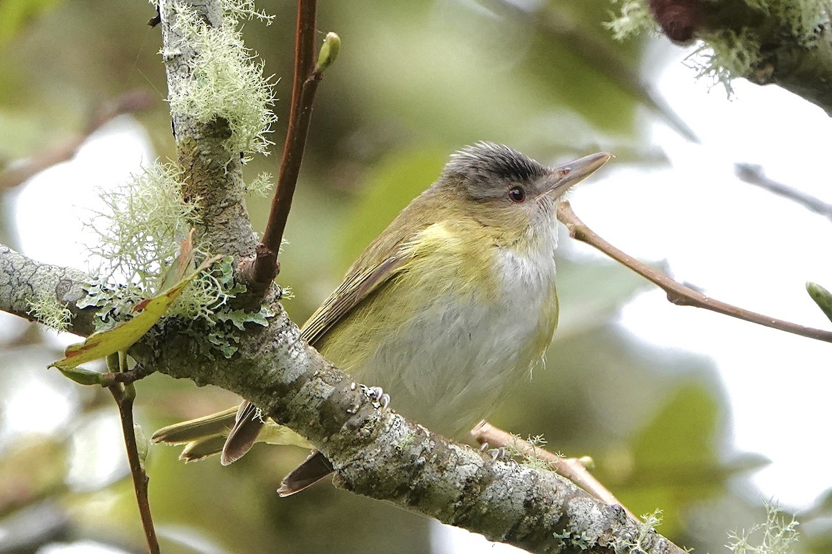 Yellow-green Vireo - ML643720150