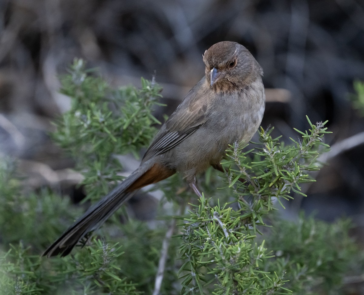 California Towhee - ML643720154