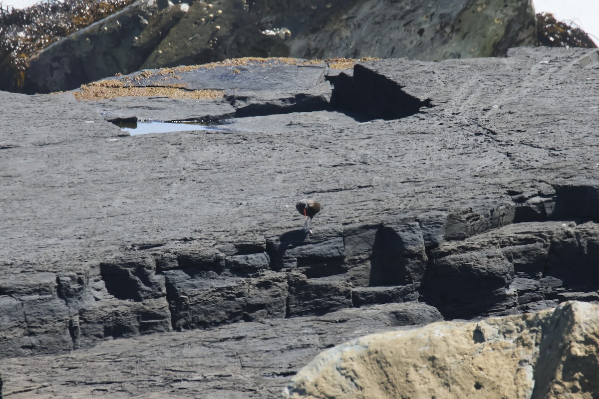 Blackish Oystercatcher - ML643720157