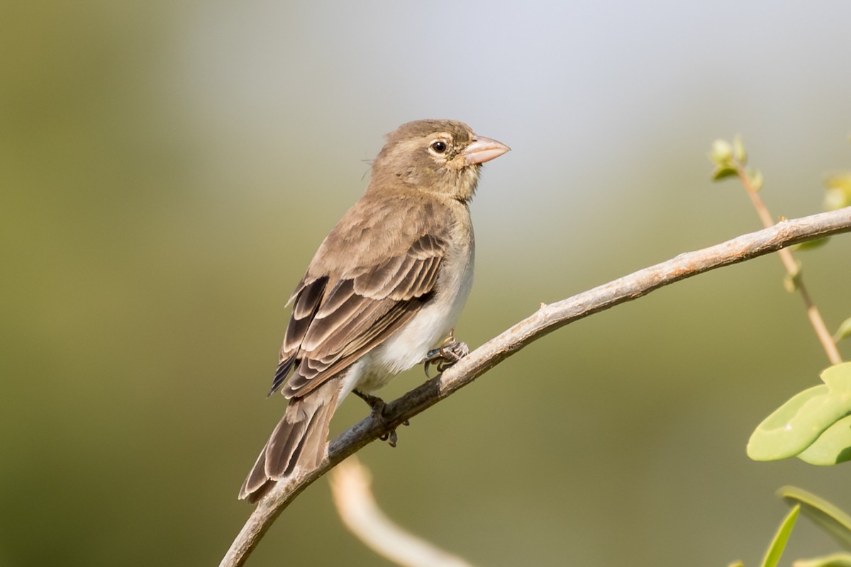 Yellow-spotted Bush Sparrow - ML643720174