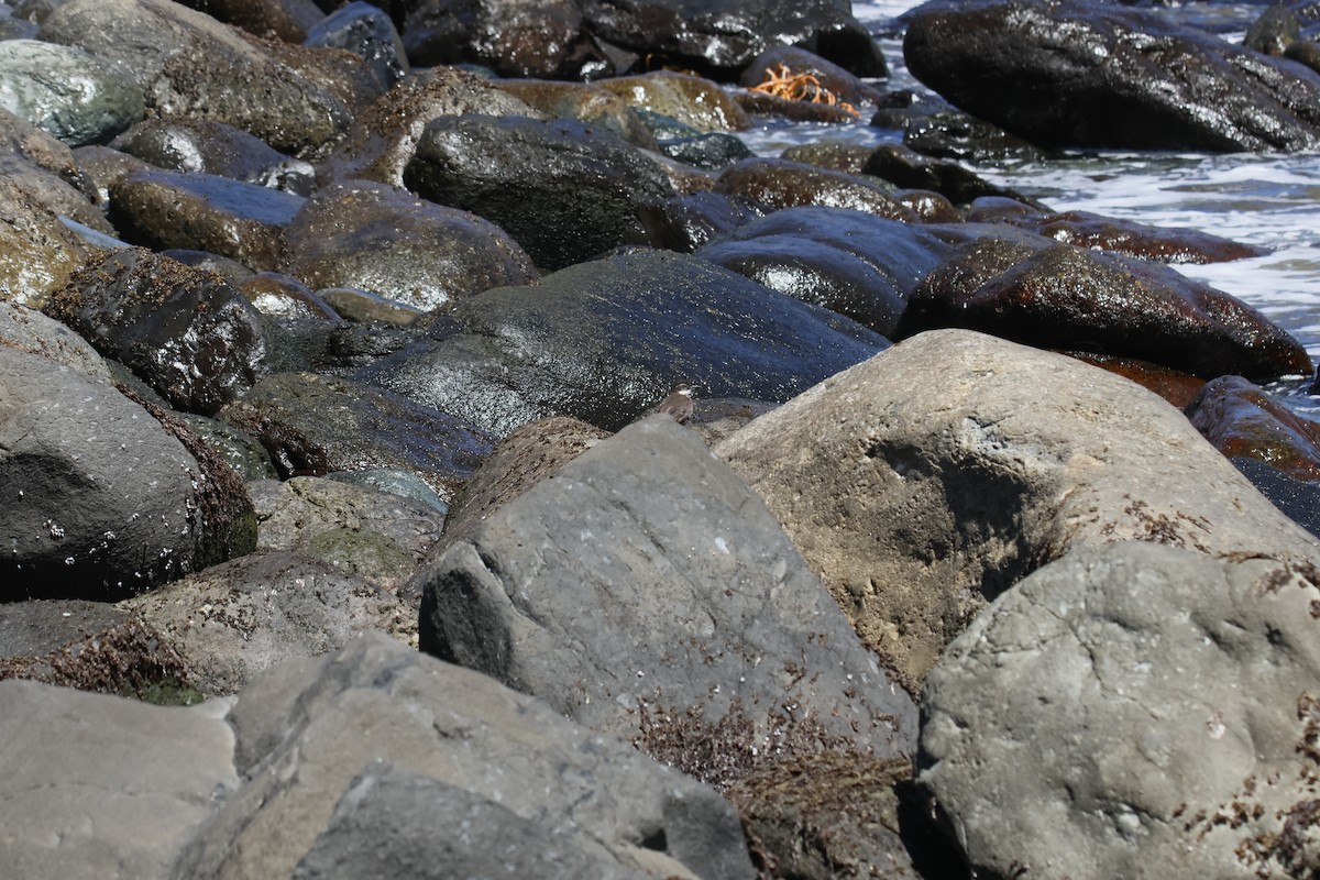 Seaside Cinclodes - ML643720176