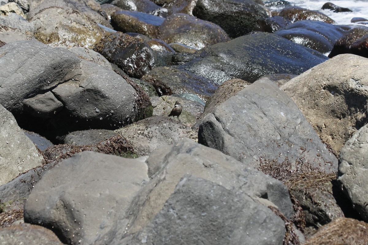 Seaside Cinclodes - ML643720177