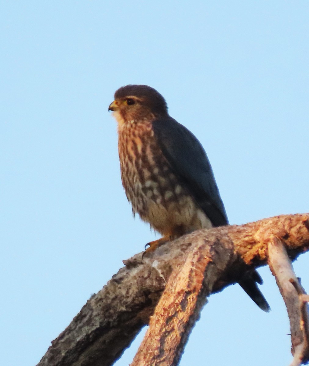 Belatz txikia - ML643720181