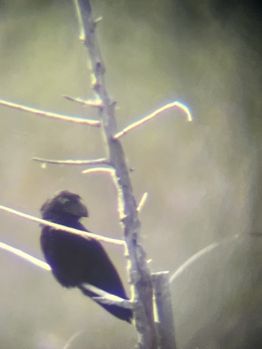 Groove-billed Ani - ML643720186