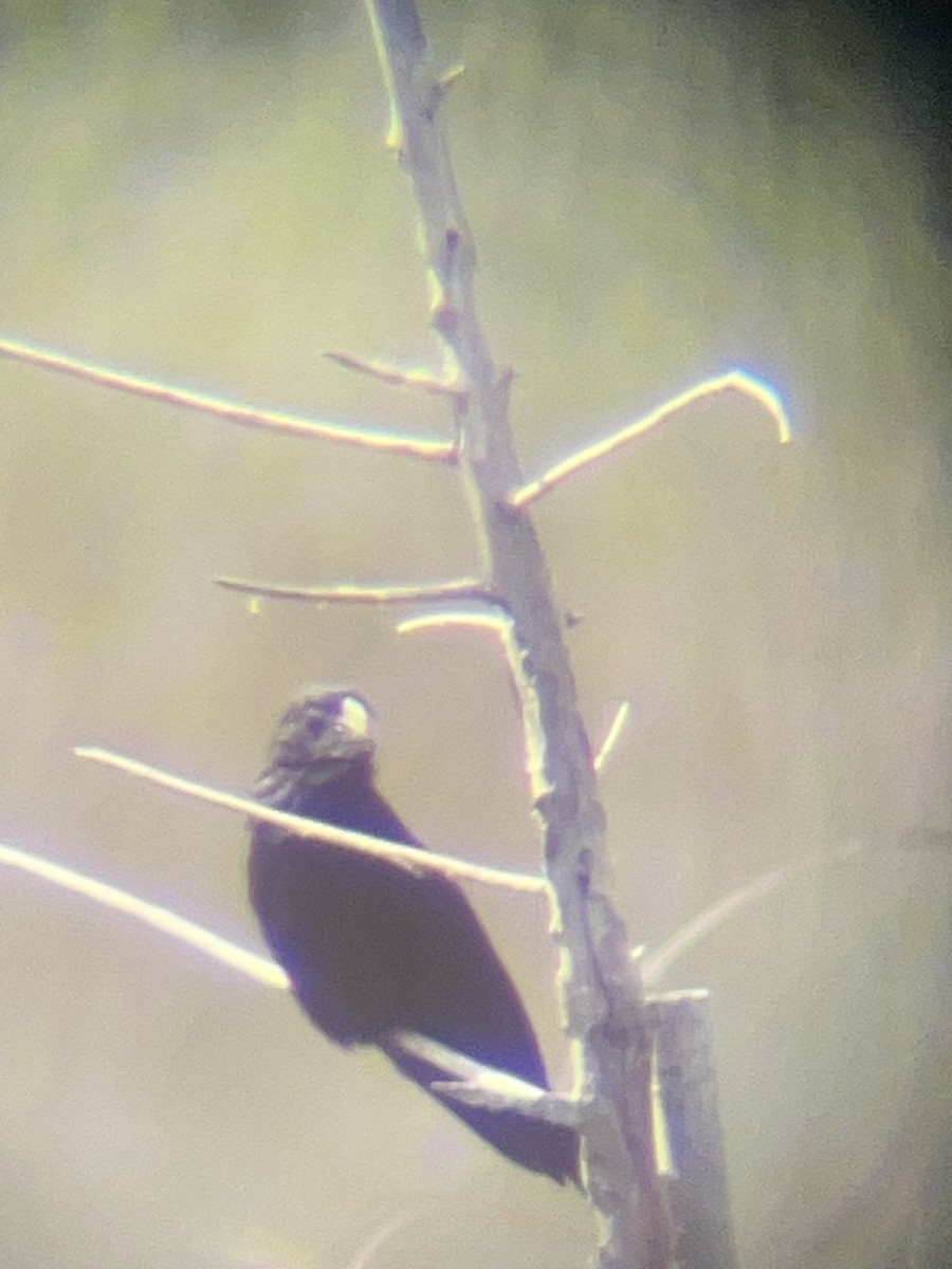 Groove-billed Ani - ML643720187